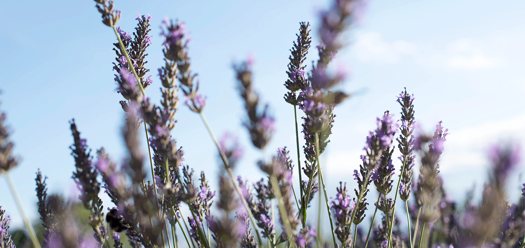 Angebote - Collines de Provence