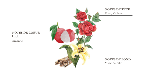 Dessin d'iris, cannelle et fève de tonka