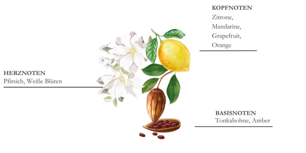 dessin pyramide olfactive mandarine et yuzu