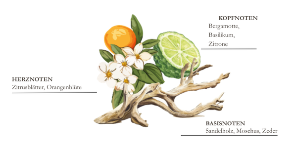 dessin pyramide olfactive mandarine et yuzu