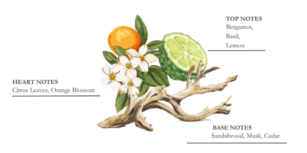 dessin pyramide olfactive mandarine et yuzu
