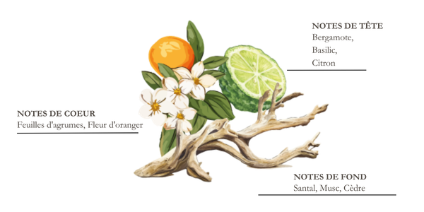 dessin pyramide olfactive mandarine et yuzu