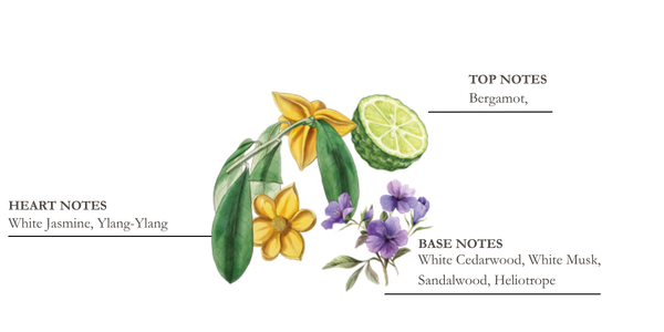 dessin pyramide olfactive mandarine et yuzu
