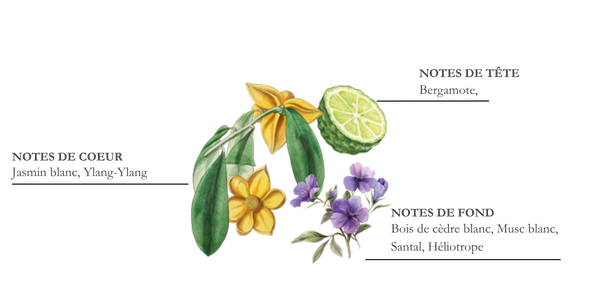 dessin pyramide olfactive mandarine et yuzu