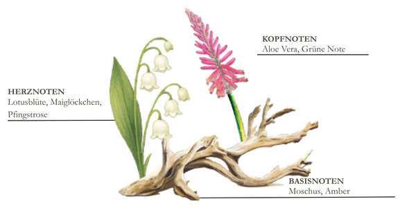 Dessin de pin, thym et bois flott&eacute;