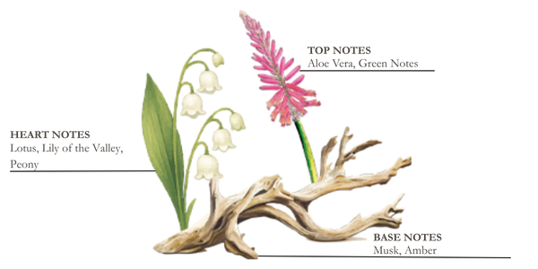 Dessin de pin, thym et bois flott&eacute;