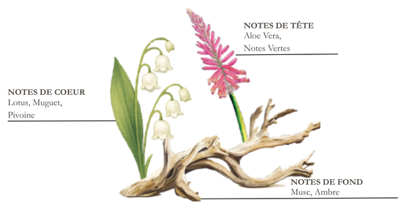 Dessin de pin, thym et bois flott&eacute;