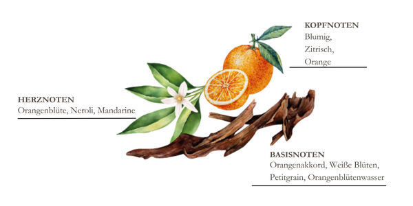 dessin pyramide olfactive mandarine et yuzu