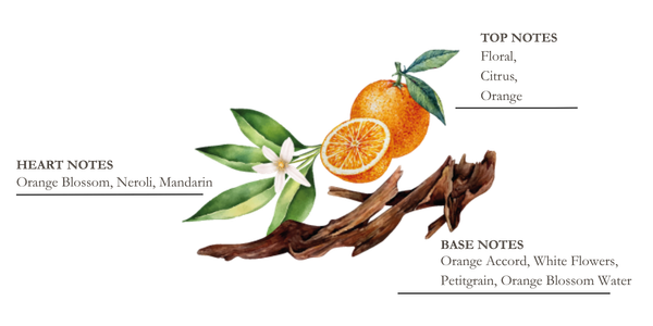 dessin pyramide olfactive mandarine et yuzu