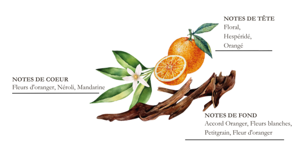 dessin pyramide olfactive mandarine et yuzu