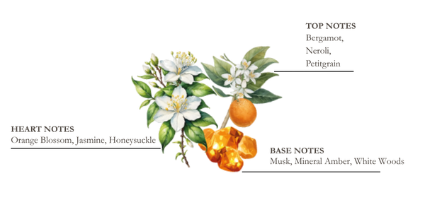 dessin pyramide olfactive mandarine et yuzu