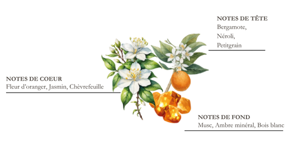 dessin pyramide olfactive mandarine et yuzu