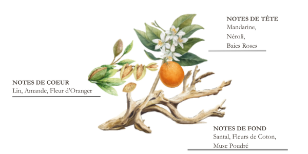 dessin pyramide olfactive mandarine et yuzu