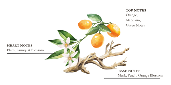 Dessin de pin, thym et bois flott&eacute;