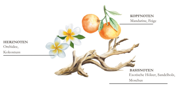 Dessin de pin, thym et bois flott&eacute;