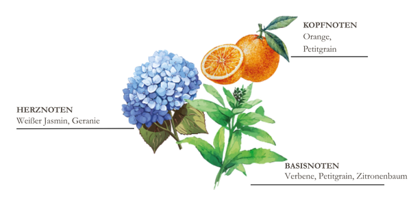 dessin pyramide olfactive mandarine et yuzu