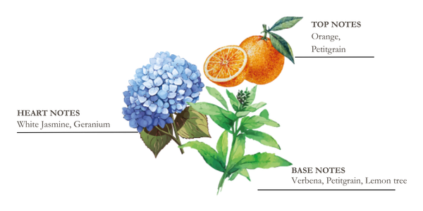 dessin pyramide olfactive mandarine et yuzu