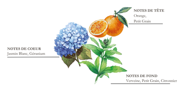 dessin pyramide olfactive mandarine et yuzu